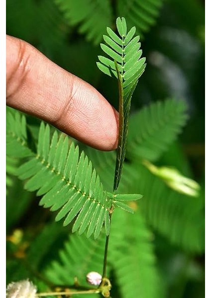 Look Mimoza, Küstüm Çiçeği Tohumu / 5 Adet Tohum TH-THMCMTHM383 indirimleri