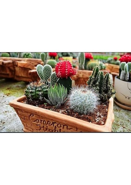 Cactea 1221 Kaktüs Toprağı, 5lt fırsatları