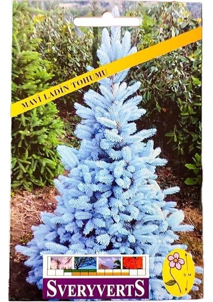 Mavi Ladin Ağacı Tohumu