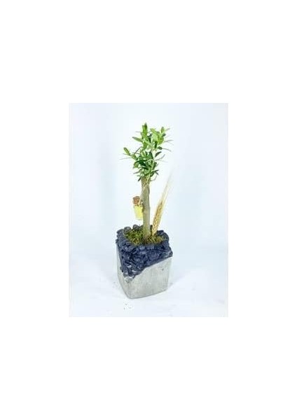 Ağacı Bonsai & Gri Siyah Lena Beton Saksıda Hediyelik Canlı Çiçek BALFLOWERDESİGN-2604 fiyatları