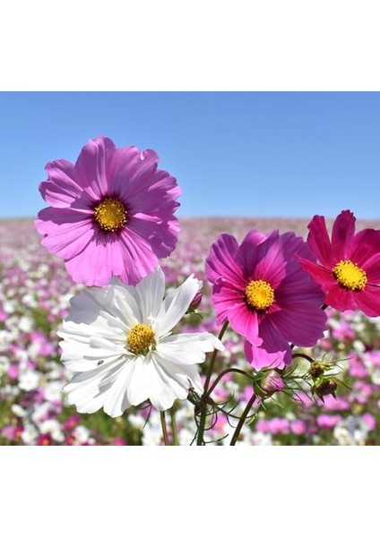 Kozmoz Çiçeği (Çoklu Tohum) - 50 Tohum - Karışık Renk