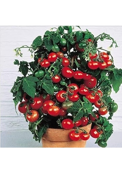 Özel Üretim Saksılık Bodur Çeri Domates Tohumu(5 Adet)