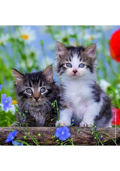 3 x 49 Parça Puzzle Tiger Babies (80465) modelleri