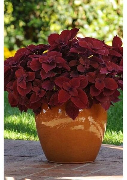 Dünyam 10 Adet Kırmızı Kadife Renkli Kolyos Çiçeği Tohumu