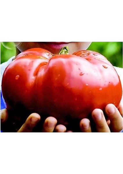 Ithal Dev Hollanda Domates Tohumu 20 Adet Tohum fırsatları