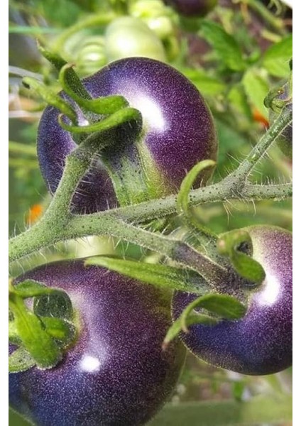 Domates Tohumu 20 Adet modelleri