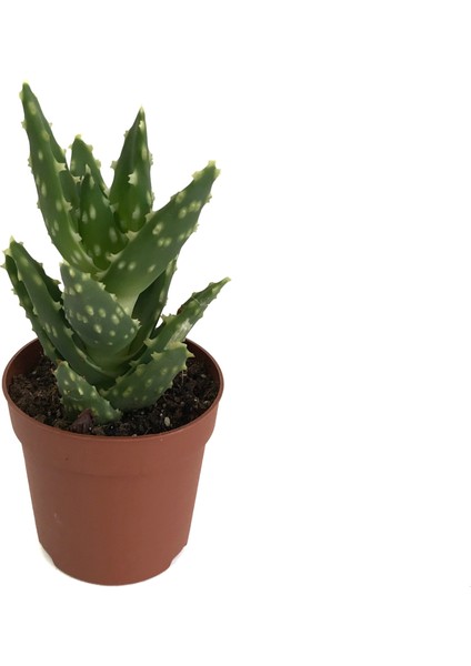 Aloe Mitriformis (Kaktüs)