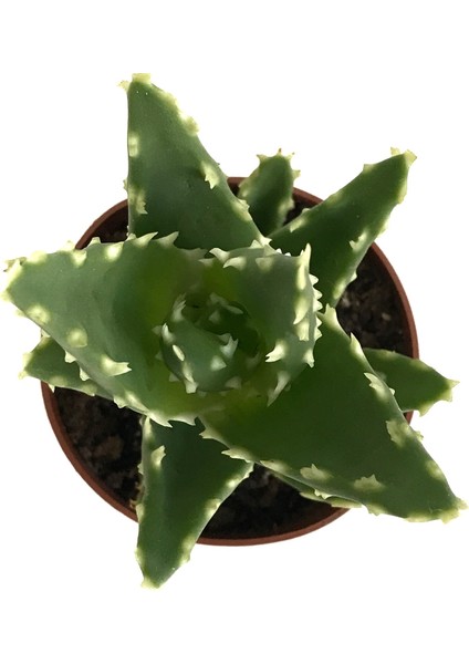 Aloe Mitriformis (Kaktüs) fiyatları