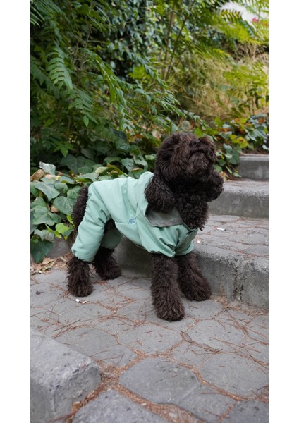 Köpek Kedi Sihirli Yağmurluk fırsatları