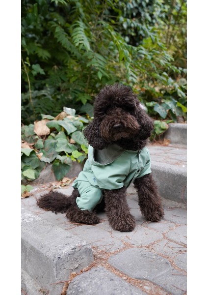 Köpek Kedi Sihirli Yağmurluk indirimleri