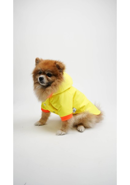 Köpek Kedi Yağmurluk Aurora