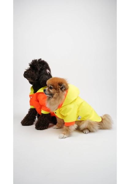 Köpek Kedi Yağmurluk Aurora fırsatları