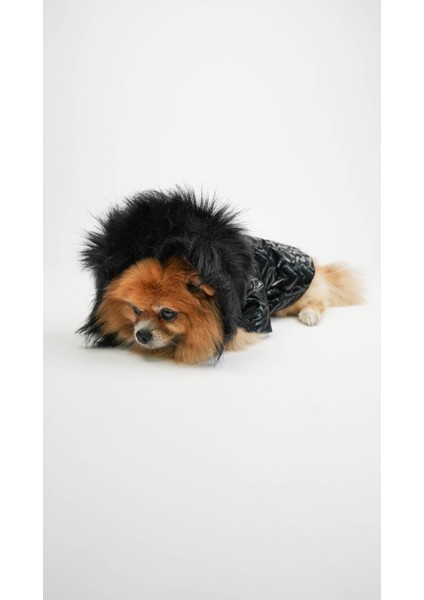 Köpek Kedi Heart Luxe Mont fiyatları