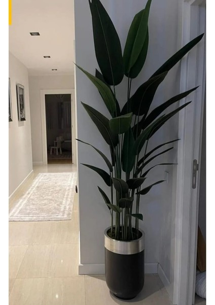 Siyah Gümüş Darbuka Saksıda Starliçe - 210 fiyatları