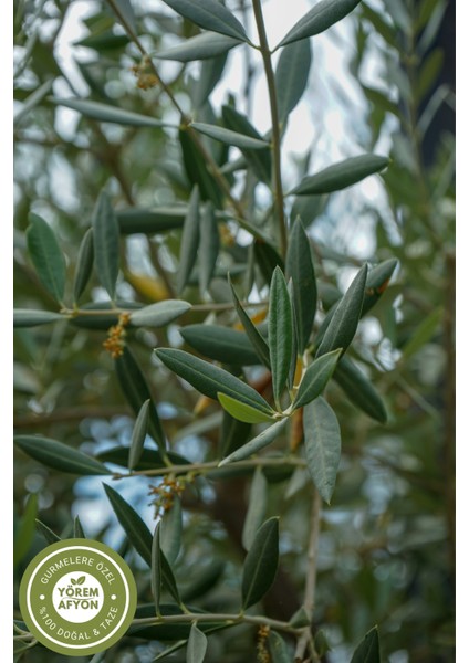 Yörem Afyon Bursa Gemlik Yöresinden Doğal Dal Kurusu Zeytin Yaprağı, Ölümsüz Ağaç Yaprağı (Olea Europaea) | 85GR modelleri