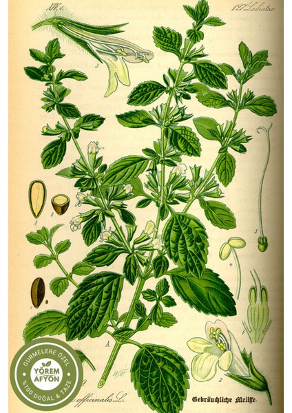 Yörem Afyon Meşhur Muğla Yeni Mahsul Güneşte Kurutulmuş Yaprak Limonlu Melisa Arı Otu | 30GR. indirimleri