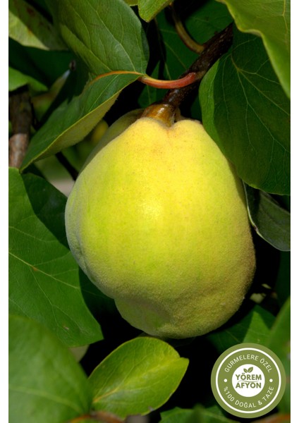 Yörem Afyon Meşhur Sakarya Geyve Dal Kurusu Yeni Mahsul Ayva Yaprağı (Cydonia Vulgaris) | 30GR. fiyatları