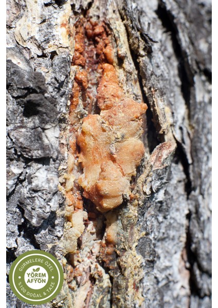 Yörem Afyon Meşhur Artvin Borçka Yöresinden 1200 Rakım Hasadı Doğal Çam Sakızı, Reçine (Pinus Nigra) | 110GR. modelleri