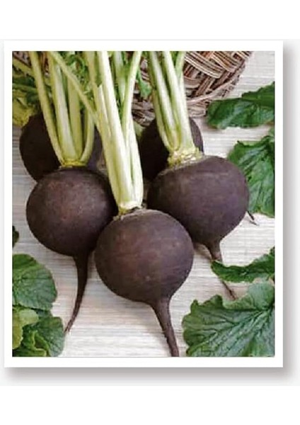 Tarım Yerli Doğal Siyah Turp Tohumu 500 Adet Tohum