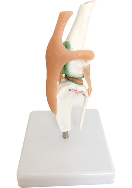 Köpek Iskeleti Modeli Köpek Diz Eklemi Köpek Eklemi Köpek Ligament Fonksiyon Modeli Köpek Iskeleti Köpek Iskeleti Pet Model (Yurt Dışından)