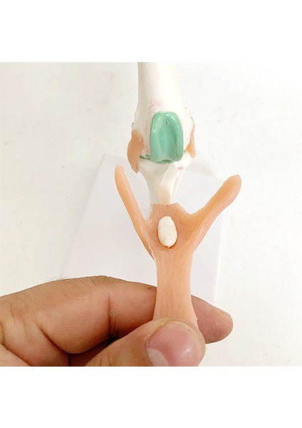 Köpek Iskeleti Modeli Köpek Diz Eklemi Köpek Eklemi Köpek Ligament Fonksiyon Modeli Köpek Iskeleti Köpek Iskeleti Pet Model (Yurt Dışından) fiyatları