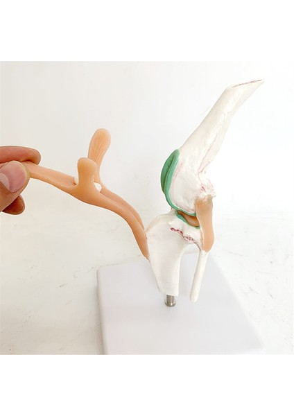 Köpek Iskeleti Modeli Köpek Diz Eklemi Köpek Eklemi Köpek Ligament Fonksiyon Modeli Köpek Iskeleti Köpek Iskeleti Pet Model (Yurt Dışından) fırsatları