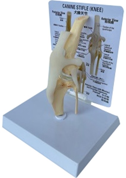Köpek Diz Modeli Köpek Ortak Anatomik Model Köpek Iskeleti Modeli Hayvan Iskeleti Anatomi Tıp Bilimi Hediyesi (Yurt Dışından)