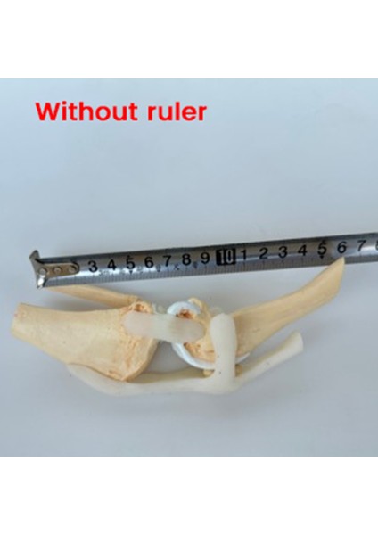 Köpek Diz Modeli Köpek Ortak Anatomik Model Köpek Iskeleti Modeli Hayvan Iskeleti Anatomi Tıp Bilimi Hediyesi (Yurt Dışından) fiyatları