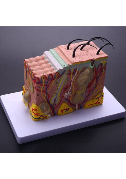 Cilt Modeli 35X Cilt ve Saç Yapısı Genişleme Modeli Anatomik Model Anatomi Bilim Sınıfı Çalışma Ekran Öğretim Modeli (Yurt Dışından) fiyatları