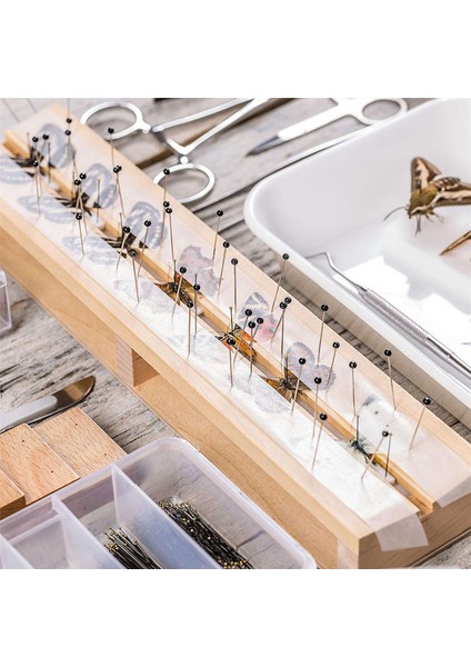 Paslanmaz Çelik Böcek Pimleri Kit Numune Entomoloji Pimleri Kelebek Koleksiyonları Iğneler Çeşidi Paketi (500 Parça, 5 Boyut) (Yurt Dışından) fiyatları