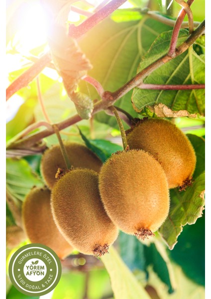 Yörem Afyon Meşhur Ordu Güneşte Kurutulmuş %100 Meyve Katkısız Şekersiz Vegan Kivi Cips | 40GR. fırsatları