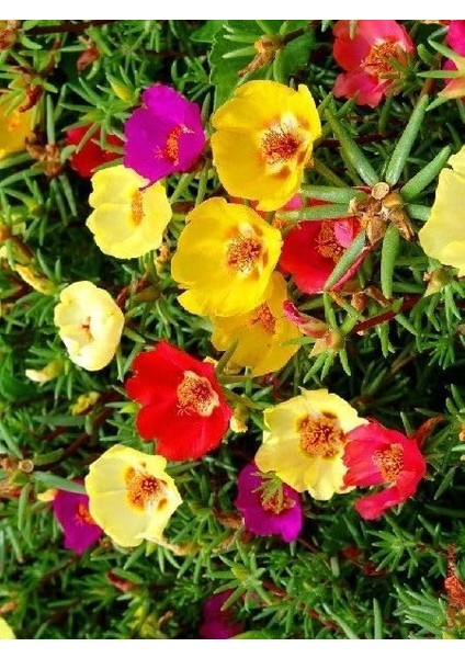 Şellaki Kedi Tırnağı Karışık Renk Çiçek Tohumu 100 Adet