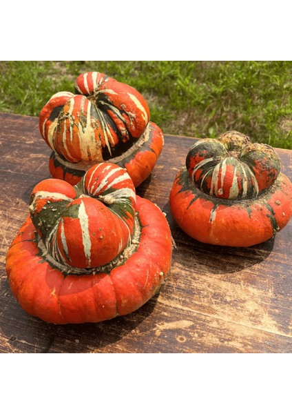 10 Adet Tohum Nadir Bulunan Turban Şekilli Kabak Tohumu Hediye Tohum