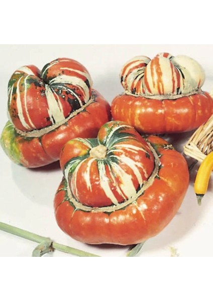 10 Adet Tohum Nadir Bulunan Turban Şekilli Kabak Tohumu Hediye Tohum fiyatları