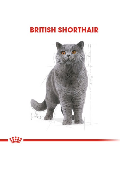British Shorthair Yetişkin Kedi Maması 2kg