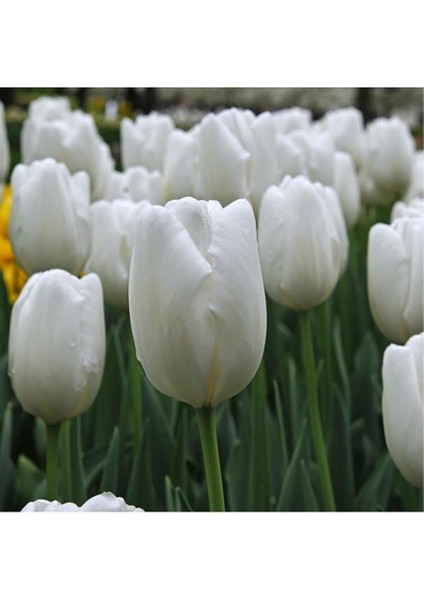 Beyaz Lale Soğanı 5 Adet