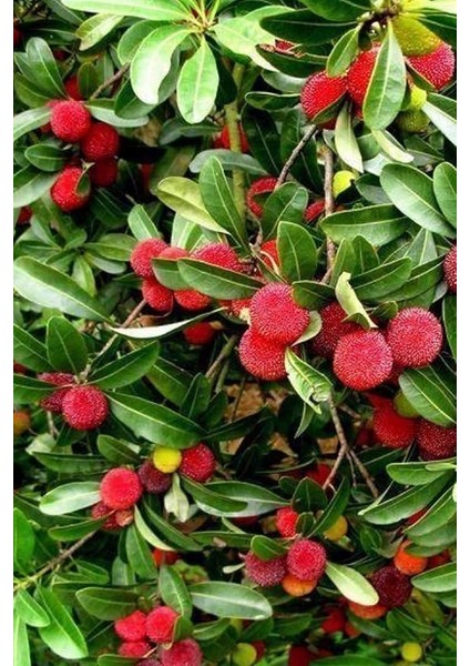 Dağ Çileği Tohumu / 20 Adet Dağ Çileği Tohumu