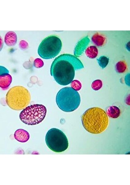 Mikroskop Kaşif Seti 100. Yıl Özel Kutusunda Taşınabilir Araştırma Aracı