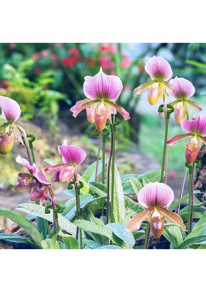 60PCS Bitki Destekleri Set - 20 Paket Çiçek Bitki Bahçesi Çubukları (3 Boyut) 20 Bitki Destek Klipleri ve 20 Orkide Klipsleri (Yurt Dışından) indirimleri