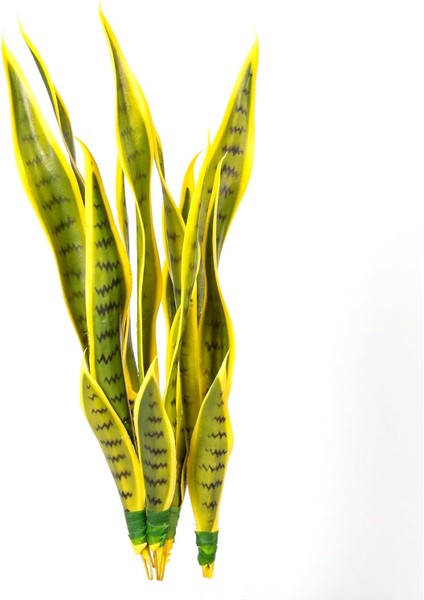 Yapay Bitki Paşa Kılıcı Gerçek Dokulu 15 Yaprak Sarı-Yeşil 53 Cm.