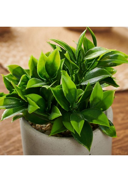 Beton Saksıda Doğal Görünümlü Bitki fiyatları