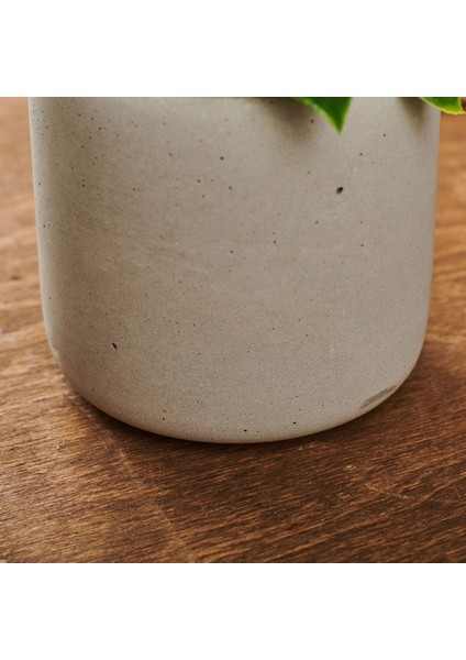 Beton Saksıda Doğal Görünümlü Bitki modelleri