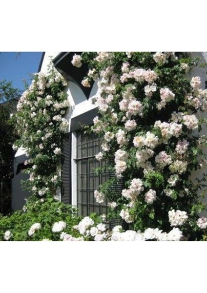 Dünyam 10 Adet Beyaz Sarmaşık Gül Tohumu