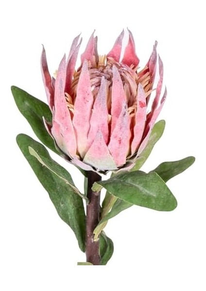 Yapay Protea Çiçeği Kırmızı 60 Cm. fiyatları