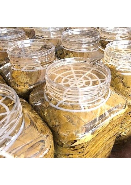 Erbaa Yaprağı Salamura Yaprak 5 kg modelleri