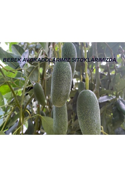 Bebek Avokado 1 kg Taze Hasat