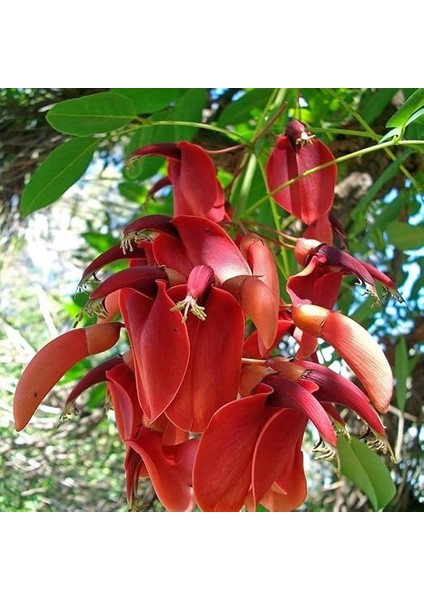 Erythrina Crista Galli Mercan Ağacı Fidanı Özel Çeşit (20-40 Cm) fiyatları
