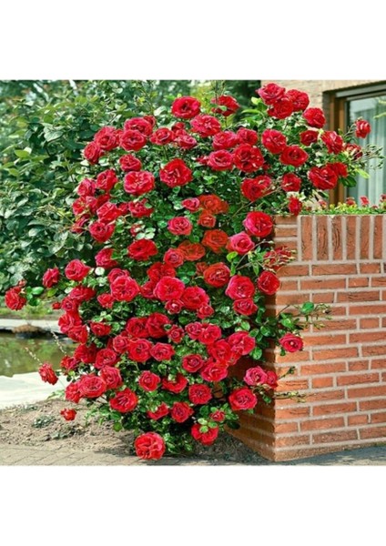 Look 10 Adet Kokulu Yediveren Kırmızı Sarmaşık Gül Tohumu TH-533620257452025