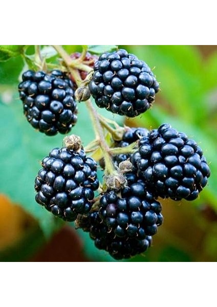 Tüplü Bol Verimli Iri Meyveli Dikensiz Cebeci Böğürtlen Fidanı fiyatları