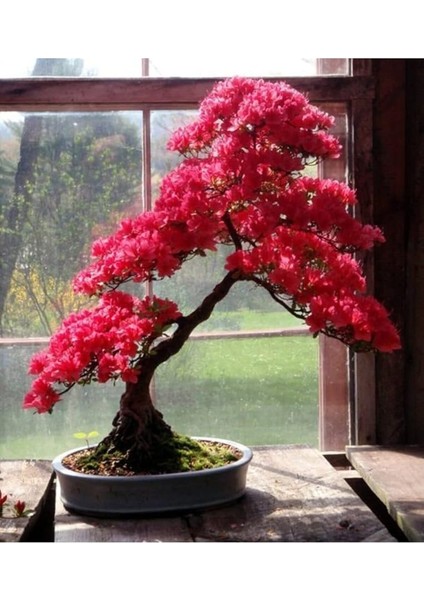 Look Pembe Yapraklı Bonsai Ağacı Tohumu-10 Adet TH-2022DSHNGLKTHM091